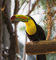 Picture/image of Keel-billed Toucan