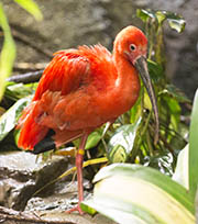 Picture/image of Scarlet Ibis