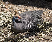 Picture/image of Helmeted Guineafowl