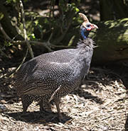 Picture/image of Helmeted Guineafowl