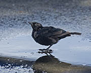 Picture/image of Brewer's Blackbird