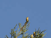 Picture/image of Red Crossbill