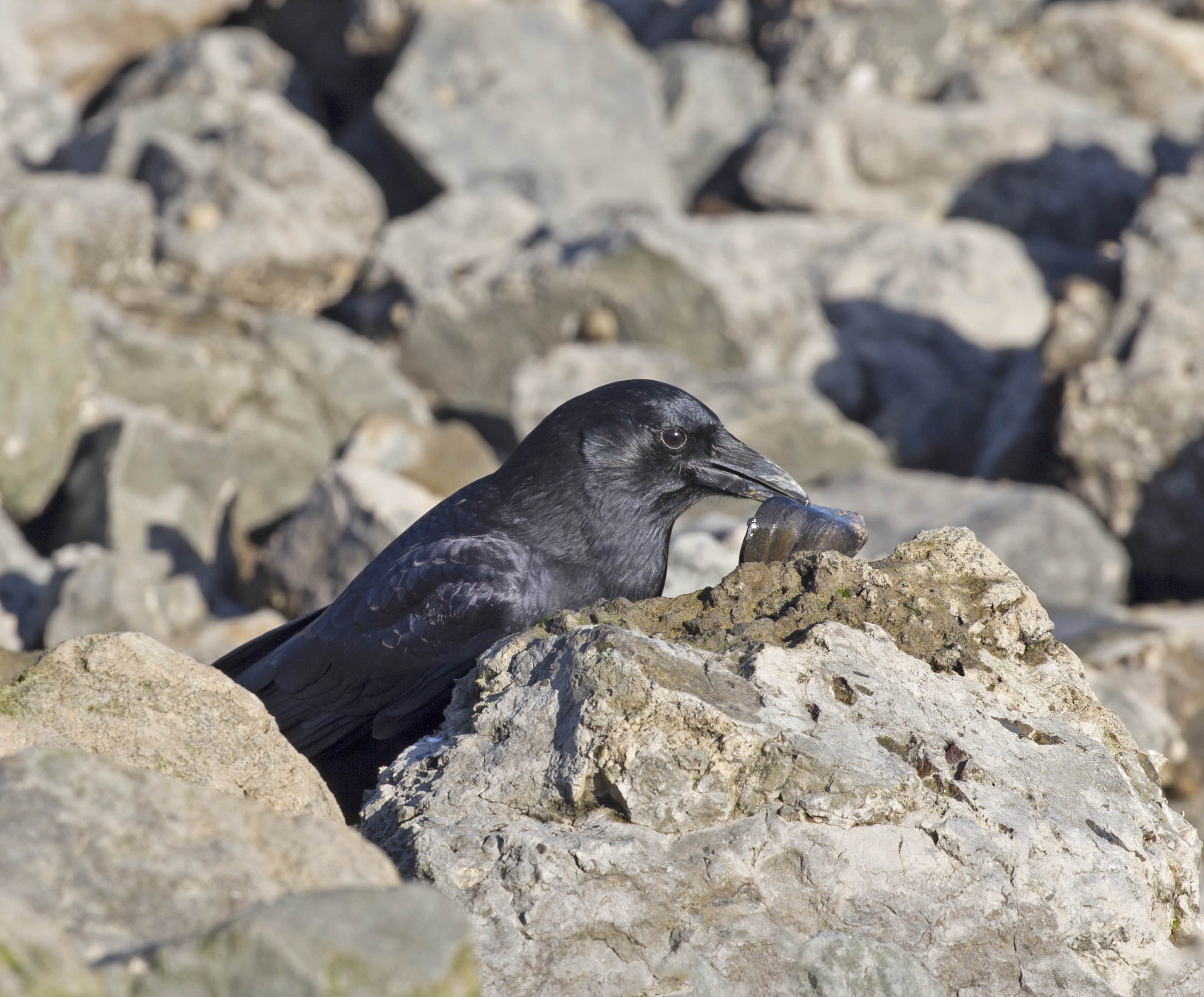 Pictures and information on American Crow