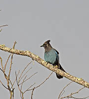 Picture/image of Steller's Jay