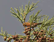 Picture/image of Red Crossbill