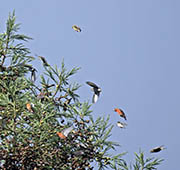 Picture/image of Red Crossbill