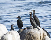 Picture/image of Brandt's Cormorant