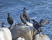 Picture/image of Brandt's Cormorant