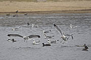 Picture/image of Ring-billed Gull