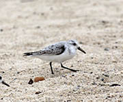 Picture/image of Sanderling