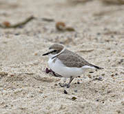 Picture/image of Snowy Plover