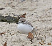 Picture/image of Snowy Plover