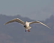 Picture/image of Western Gull