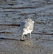 Picture/image of Western Gull