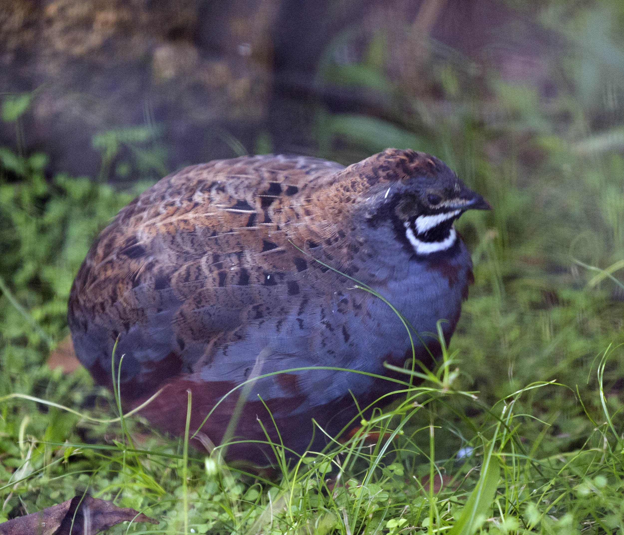 Pictures and information on Asian Blue Quail