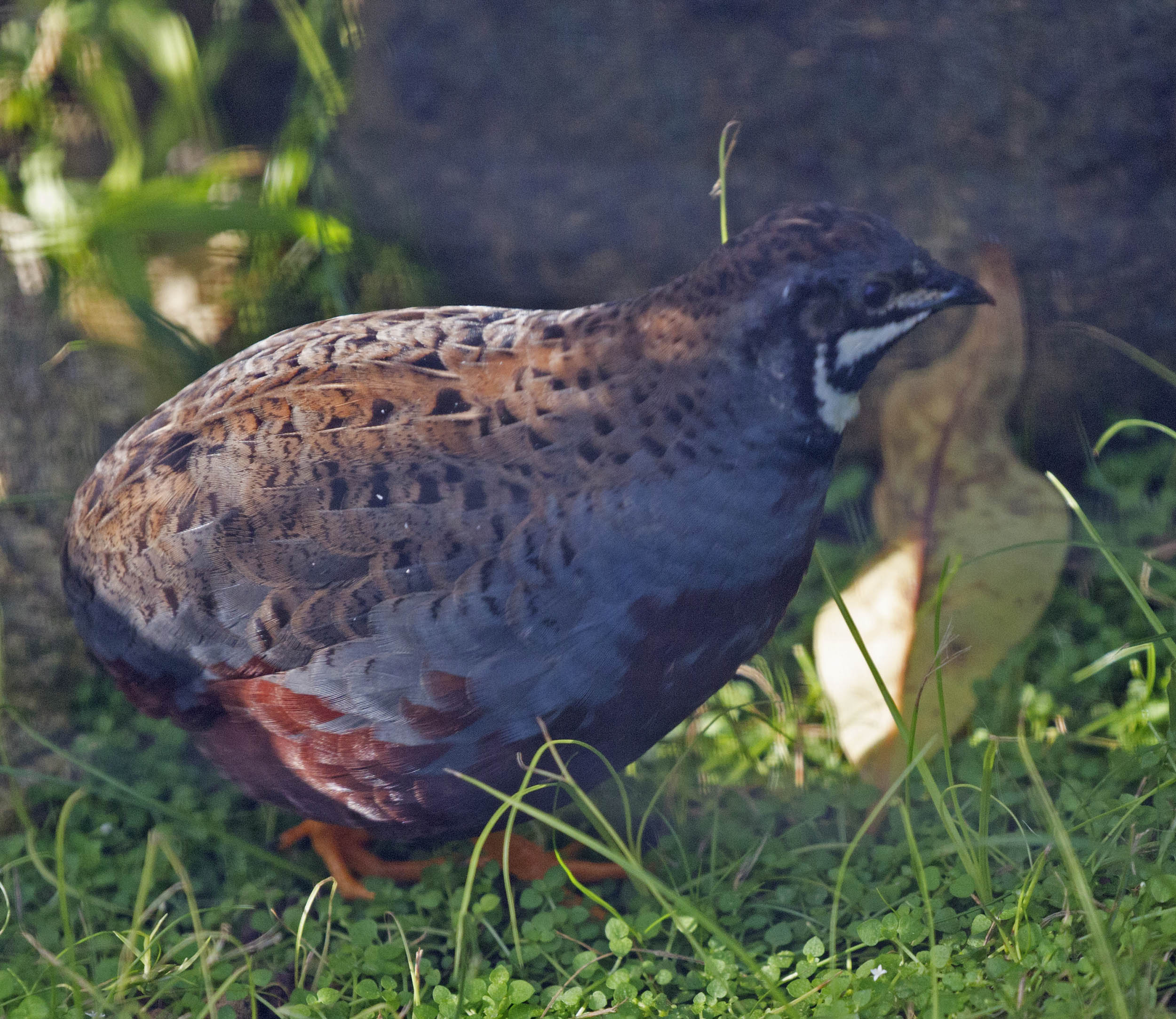 Pictures and information on Asian Blue Quail