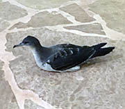 Picture/image of Newell's Shearwater