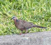 Picture/image of Spotted Dove