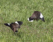Picture/image of Common Myna