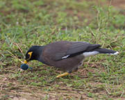 Picture/image of Common Myna
