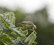 Picture/image of Yellow-fronted Canary