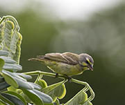 Picture/image of Yellow-fronted Canary