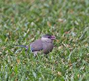 Picture/image of Java Sparrow