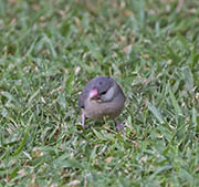 Picture/image of Java Sparrow