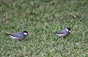 Picture/image of Java Sparrow