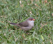 Picture/image of Common Waxbill