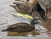 Picture/image of Laysan Duck