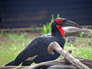 Picture/image of Southern Ground-hornbill
