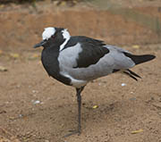 Picture/image of Blacksmith Lapwing