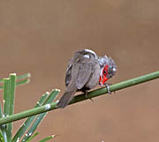 Picture/image of Common Waxbill