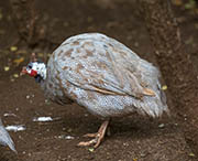 Picture/image of Helmeted Guineafowl