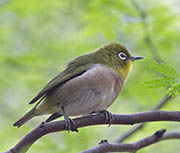 Picture/image of Japanese White-eye
