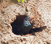 Picture/image of Green Woodhoopoe