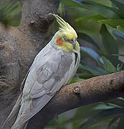 Picture/image of Cockatiel