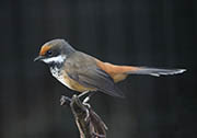 Picture/image of Rufous Fantail