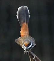 Picture/image of Rufous Fantail