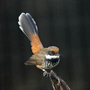 Picture/image of Rufous Fantail