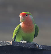 Picture/image of Rosy-faced Lovebird