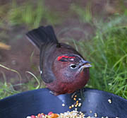 Picture/image of Red-crested Finch