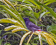 Picture/image of Red-vented Bulbul