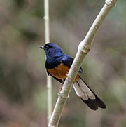 Picture/image of White-rumped Shama