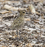 Picture/image of Pacific Golden Plover