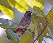 Picture/image of Red-vented Bulbul