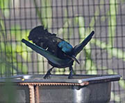 Picture/image of Superb Bird-of-paradise