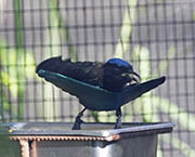 Picture/image of Superb Bird-of-paradise