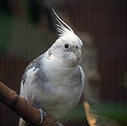 Picture/image of Cockatiel